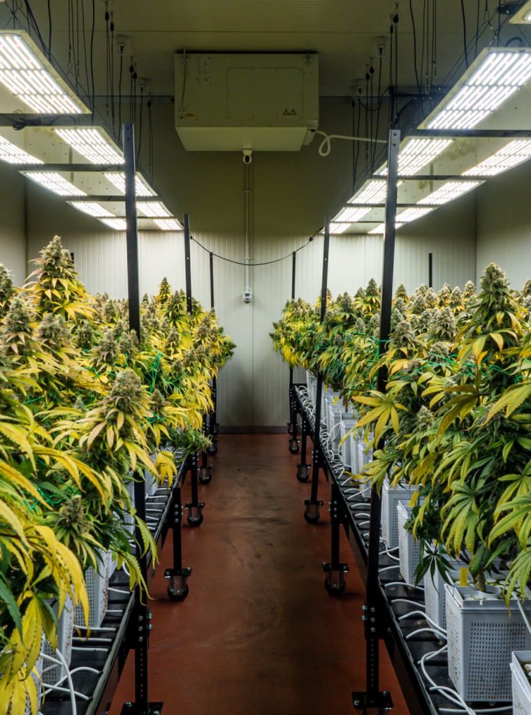 Legal cannabis flowering plants. The plants are grown inside an indoor hydroponic grow with artificial lights and irrigation