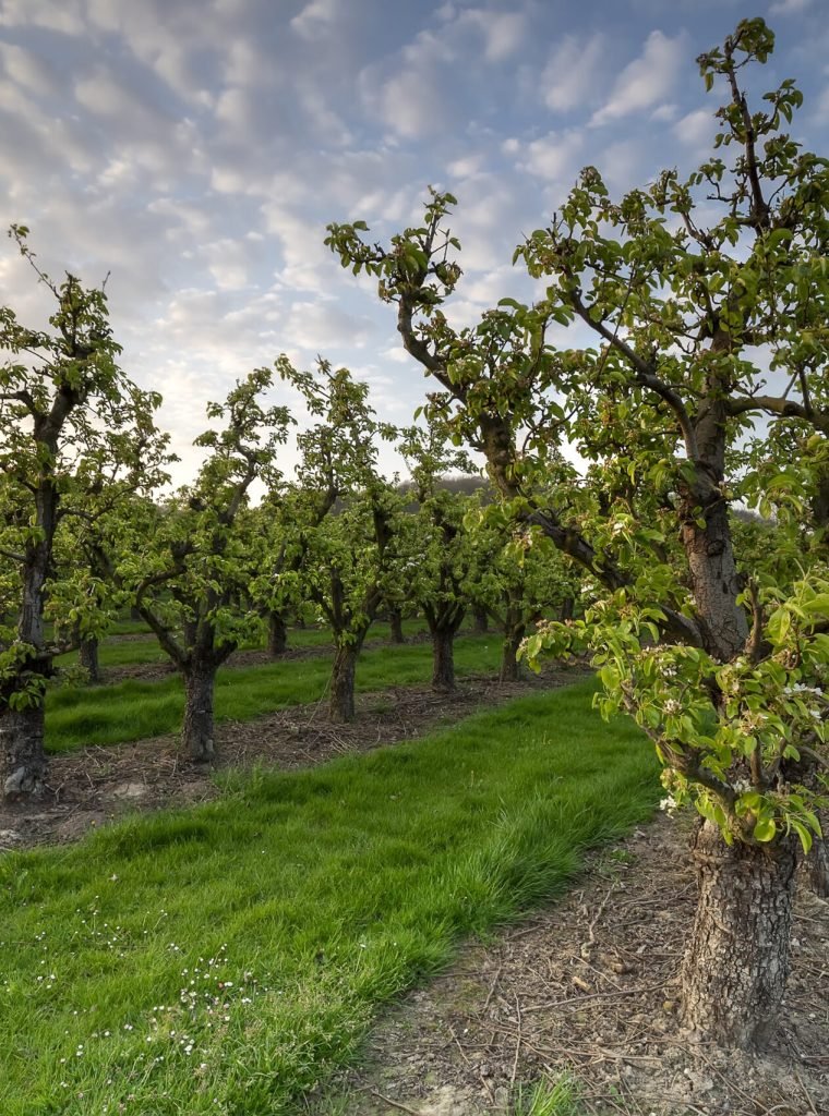 rows with apple trees in spring over blue sky